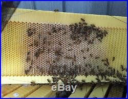 7PCS Upgraded Beekeeping Tool Hive Frames + Beehive Wooden Brood Box