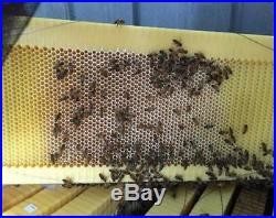 7PCS Upgraded Beekeeping Tool Hive Frames + Beehive Wooden Brood Box A