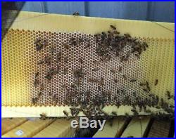 7PCS Upgraded Beekeeping Tool Hive Frames + Beehive Wooden Brood Box M