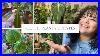 All-The-Houseplant-Updates-Climbing-Plants-New-Growth-And-Trashed-Plants-01-thg